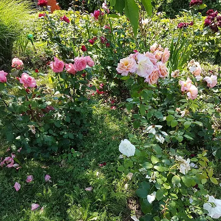 Ginavilla * Keszthely